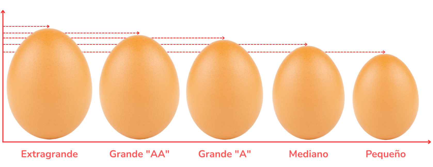 TIPOS DE HUEVOS